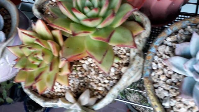 다육에빠지다(핑크삼페인)🌸🌵(나나후크미니)🌻 (먼로)🌡🌡베란다겨울나기 смотреть онлайн