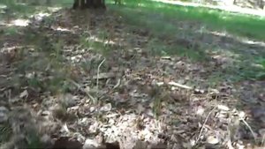 Грузди, первый сбор 2023