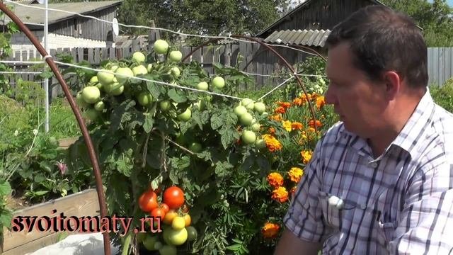 Красная шапочка