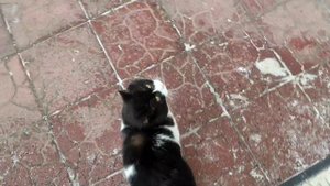 "Мусорный ветер, дым из трубы. Плачь природы, смех сатаны".