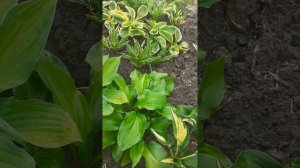 У меня случился Реверс хосты. Что делать?