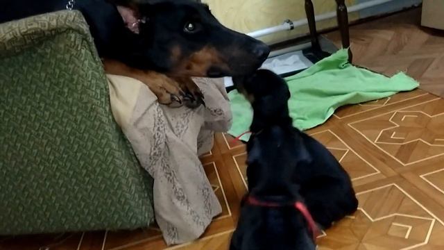 Доберман с щенками смотреть онлайн