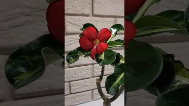 Adenium obesum Variegata ? Miki Orchid ? Цветение адениума