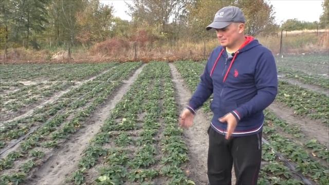 Уход за клубникой осенью. смотреть онлайн