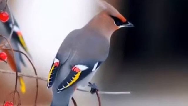 Самые красивые птицы на планете ( часть 1 ) .