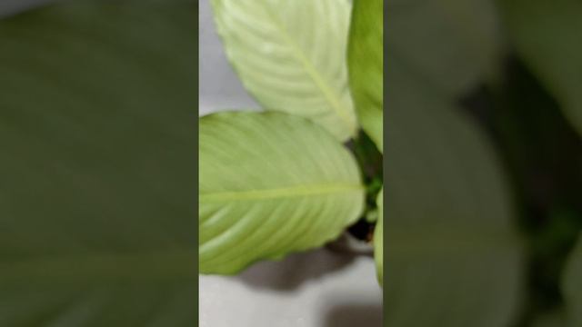 Spathiphyllum Spilt Milk ("Пролитое молоко") #обзор #обзорцветов #цветок #продажапочтой
