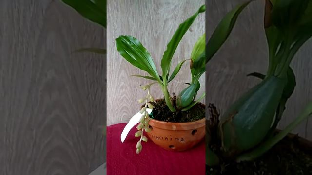 Палидота синенсис или Целогина Primulina смотреть онлайн