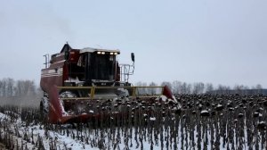 Уборка подсолнечника по снегу