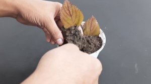 How to propagate coleus from single leaf | Coleus leaf propagation