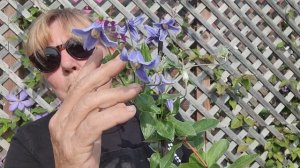 Growing, Caring and Pruning Clematis.