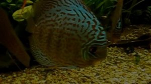 Дискус Производители Содержание Разведение Часть 1