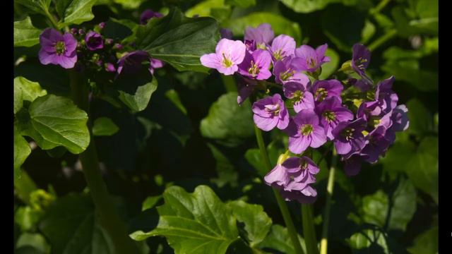 Garden Plants for Pollinators by Carl Wright смотреть онлайн