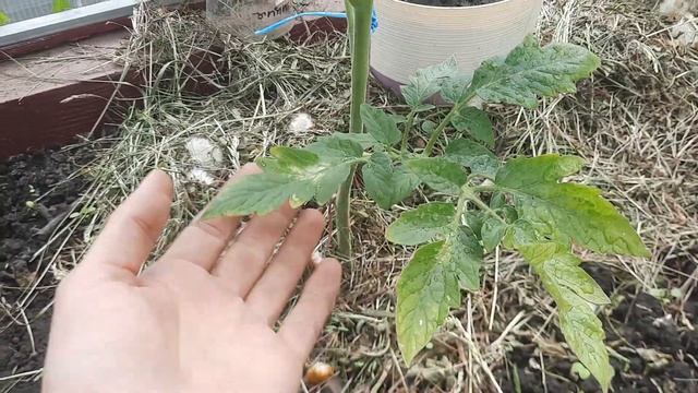 ОБРАБОТКА ТОМАТОВ ДЛЯ ЛУЧШЕГО ПЛОДОНОШЕНИЯ И ДРУГИЕ САДОВЫЕ ДЕЛА смотреть онлайн