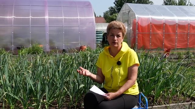 5 важных вопросов - как выращивать в теплице