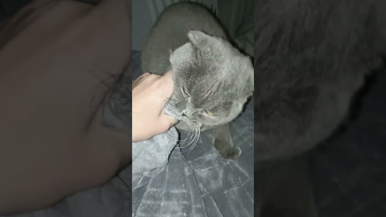 Ночной охотник #shorts #videoshort смотреть онлайн