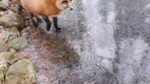 Ли Сяо / Alice the Fox Лиса Алиса (Место, где, по мнению лисы, Белому не положено находиться)
