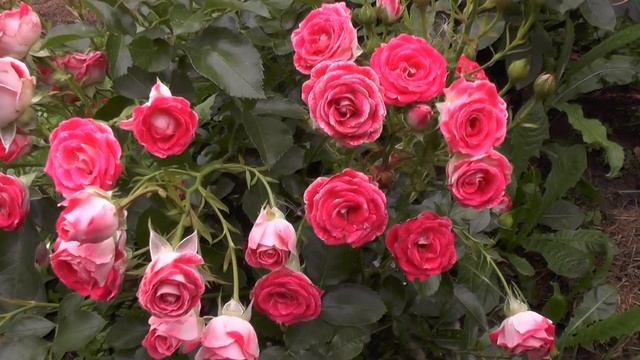 Роза Schone Koblenzerin (Шоне Кобленцерин) смотреть онлайн