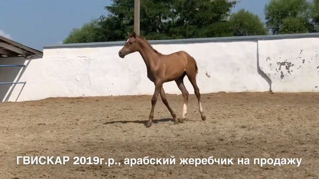 Продажа лошадей конефермы Эквилайн, тел., WhatsApp +79883400208 (ГВИСКАР 2019г.р.) смотреть онлайн