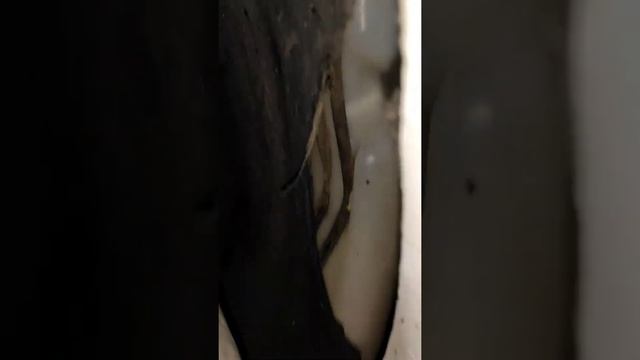 Как Вас обманывают при покупке авто, сказали покрашен только капот! Что на самом деле.