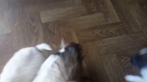 Щенки папийона: продаю, продажа. Помёт "В" на прогулке. 1 месяц.