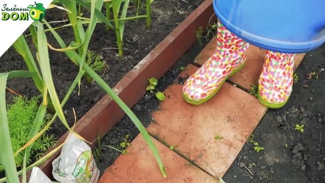 100% Урожай Чеснока ✔️ Как Подкормить Чеснок ?Советы от Garden zoo