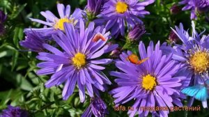 Астра кустарниковая Блау Лагуне (aster dumosus) ? обзор: как сажать, саженцы астры Блау Лагуне