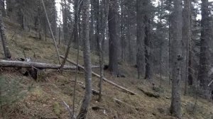 Кедровый орех зовет в тайгу (часть 1) | Pine nut calling in the taiga (part 1)