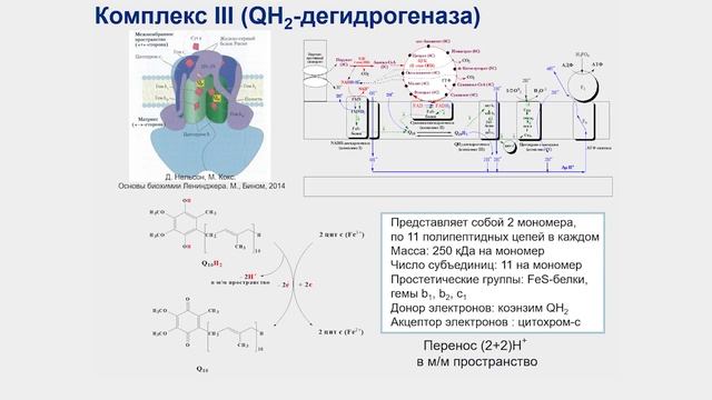 Энергетический обмен. Часть 2