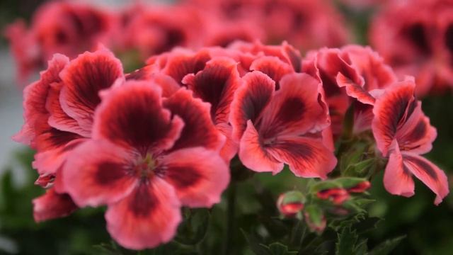 Pelargonium Grandiflorum Elegance Kate - Garden Plant with Flowers in spectacular Colours смотреть онлайн