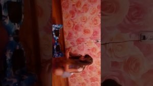 Как правильно заряжать гироскутер