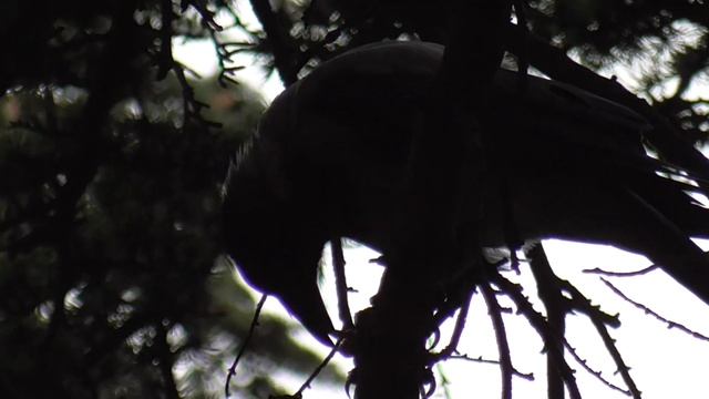 Серая ворона (Corvus corone cornix) ест мясо? смотреть онлайн