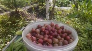 Крыжовник - летняя ягода. Сбор урожая