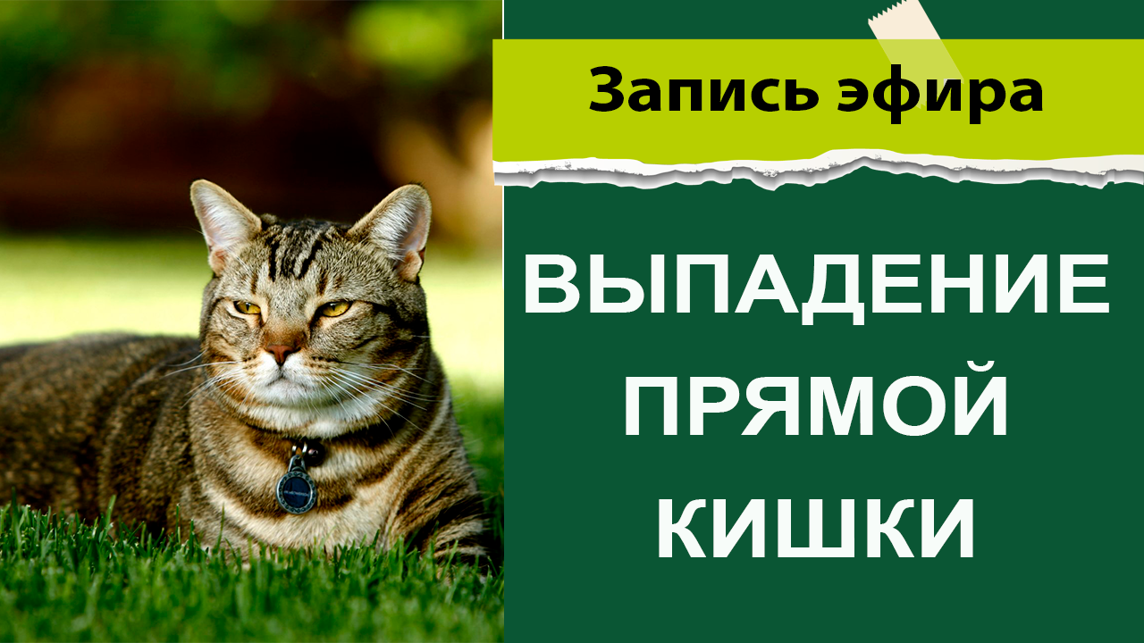 выпадение прямой кишки у животных