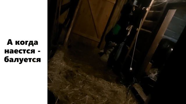 Отелилась корова смотреть онлайн