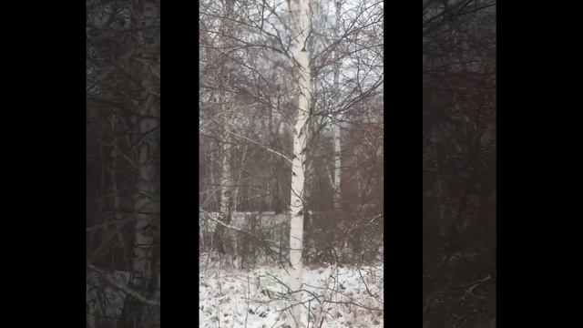 Прогулка по зимнему лесу. Березка с сережками . Чьи это следы на снегу?! смотреть онлайн