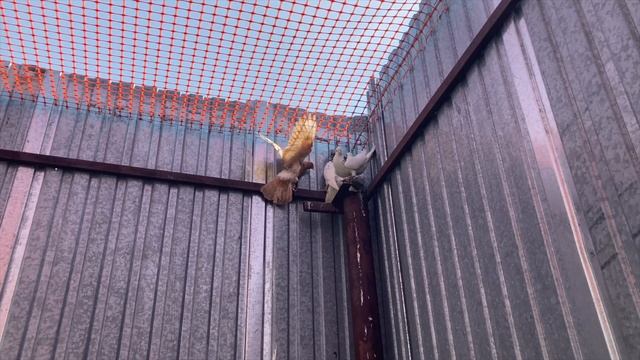 Домашние Голуби / Время Сокола смотреть онлайн