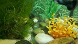 Мой аквариум с неприхотливыми рыбками и растениями. Аквариумные рыбки!