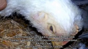Болезни бройлеров
