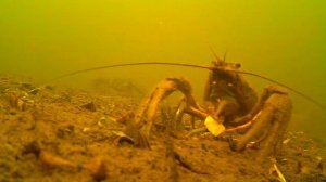 Подводная съёмка ловли карпа. Что раки делают с нашими наживками!