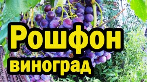 Рошфор - темный, крупный виноград