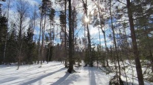 Солнечный день в зимнем лесу. ч.13. Март 2024