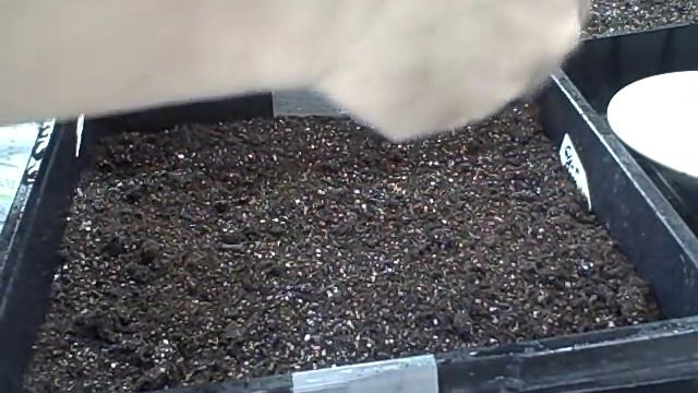 How to Grow from Seed Wave Petunias- Pansies-Polka Dot Plant- Starting Seed Indoors смотреть онлайн