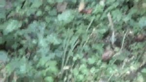 ? Чешуйчатки обыкновенные. Ложные опята.