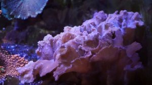 2020 CORAL REEF TOUR - Every Color on the Rainbow - FISH TOO!