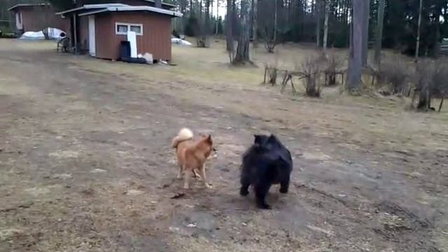 Suomen lapinkoira ja pystykorva leikkii. смотреть онлайн