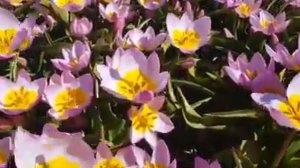 Тюльпан Lilac Wonder