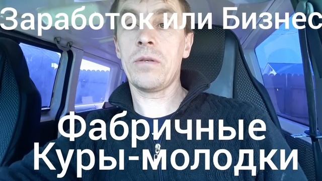 Бизнес или Заработок.Куры-молодки фабричные
