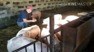 Сколько Килограм Сухова корма в сутки я Даю Свиньям,