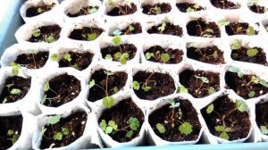 Пикировка земляники - самый правильный способ пикировки рассады!