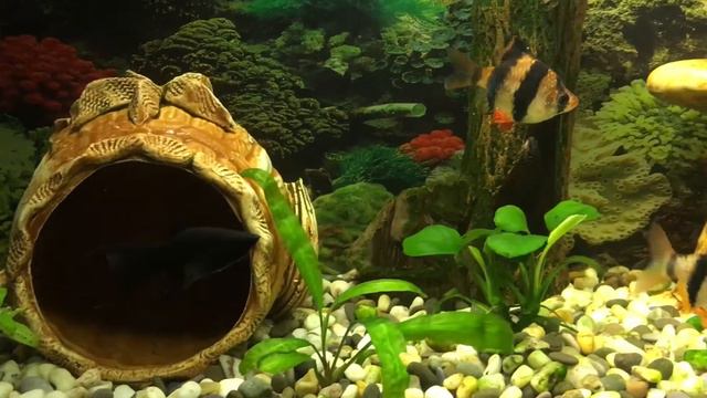 Молли чёрный принц